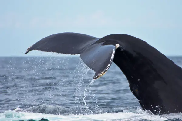 close-up-view-of-a-whale-s-tail-emerging-from-the