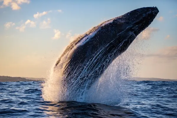 humpback-whale-breaches-with-water-trails-during