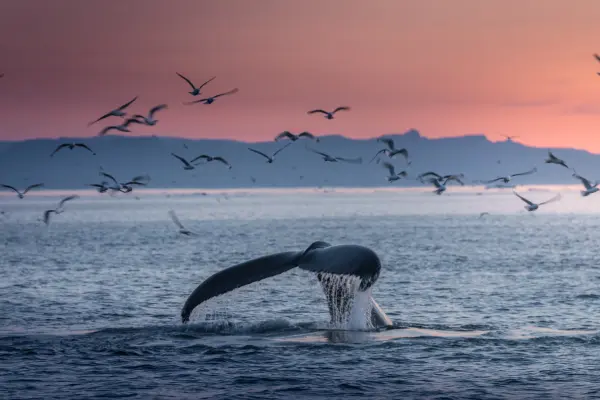 How Whales Help Fight Climate Change