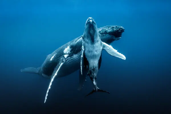 The Impact of Plastic Pollution on Whales