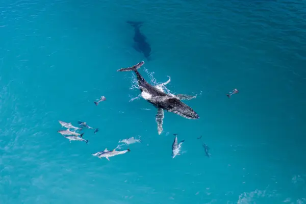 How You Can Help Save the Whales from Home